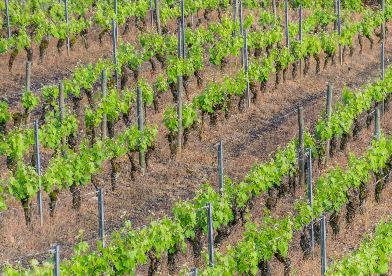 Vignoble en terrasses à Salles-la-Source, sur le tracé du GR62 en Aveyron